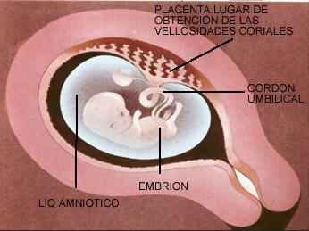 EQUIPO OBSTETRICO
Unidad Perinatal
Diagnóstico Pre-Natal
Tamizaje prenatal de defectos congénitos